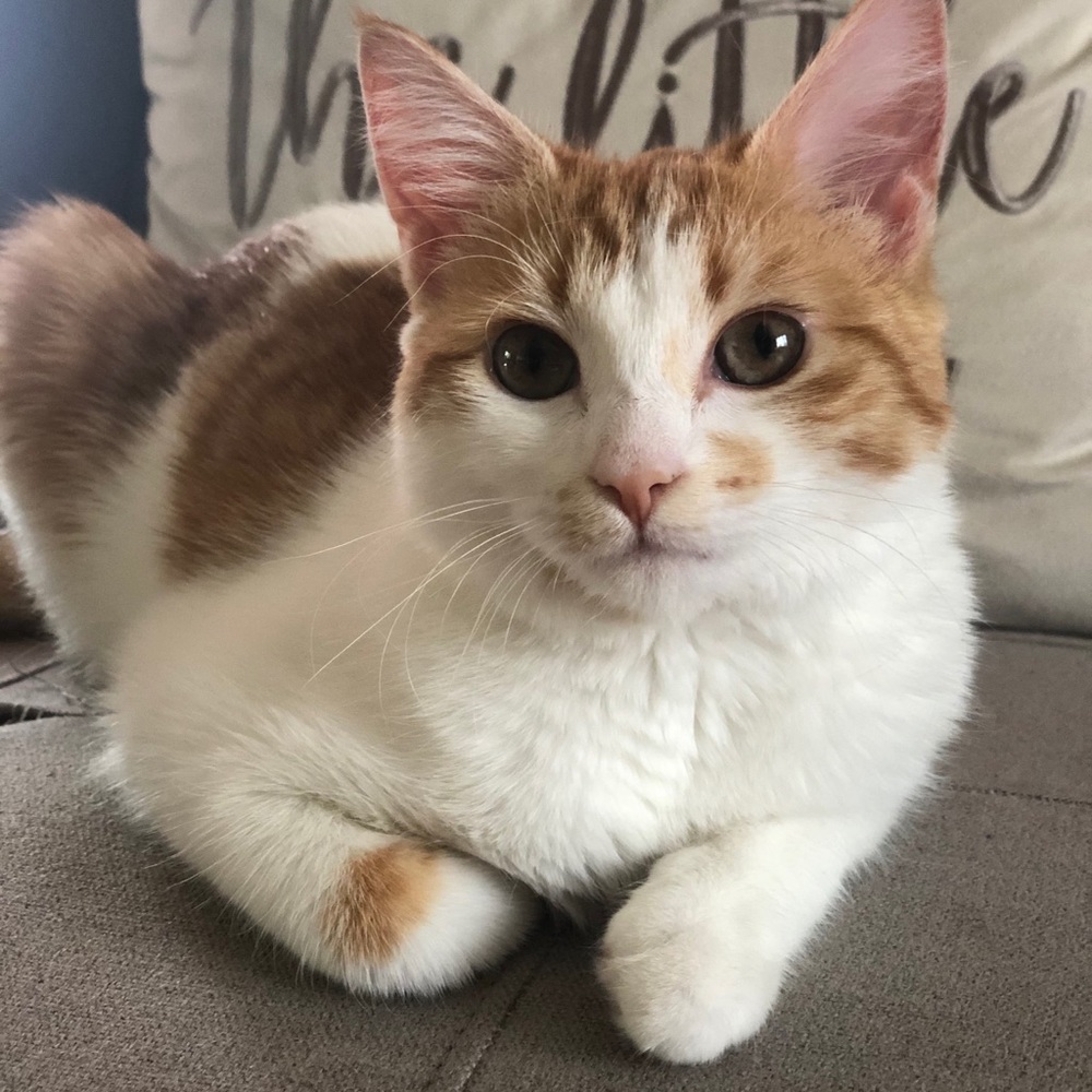 Meet your Posher, Leydalis